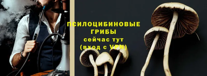 Псилоцибиновые грибы MAGIC MUSHROOMS  где купить наркоту  Кинешма 